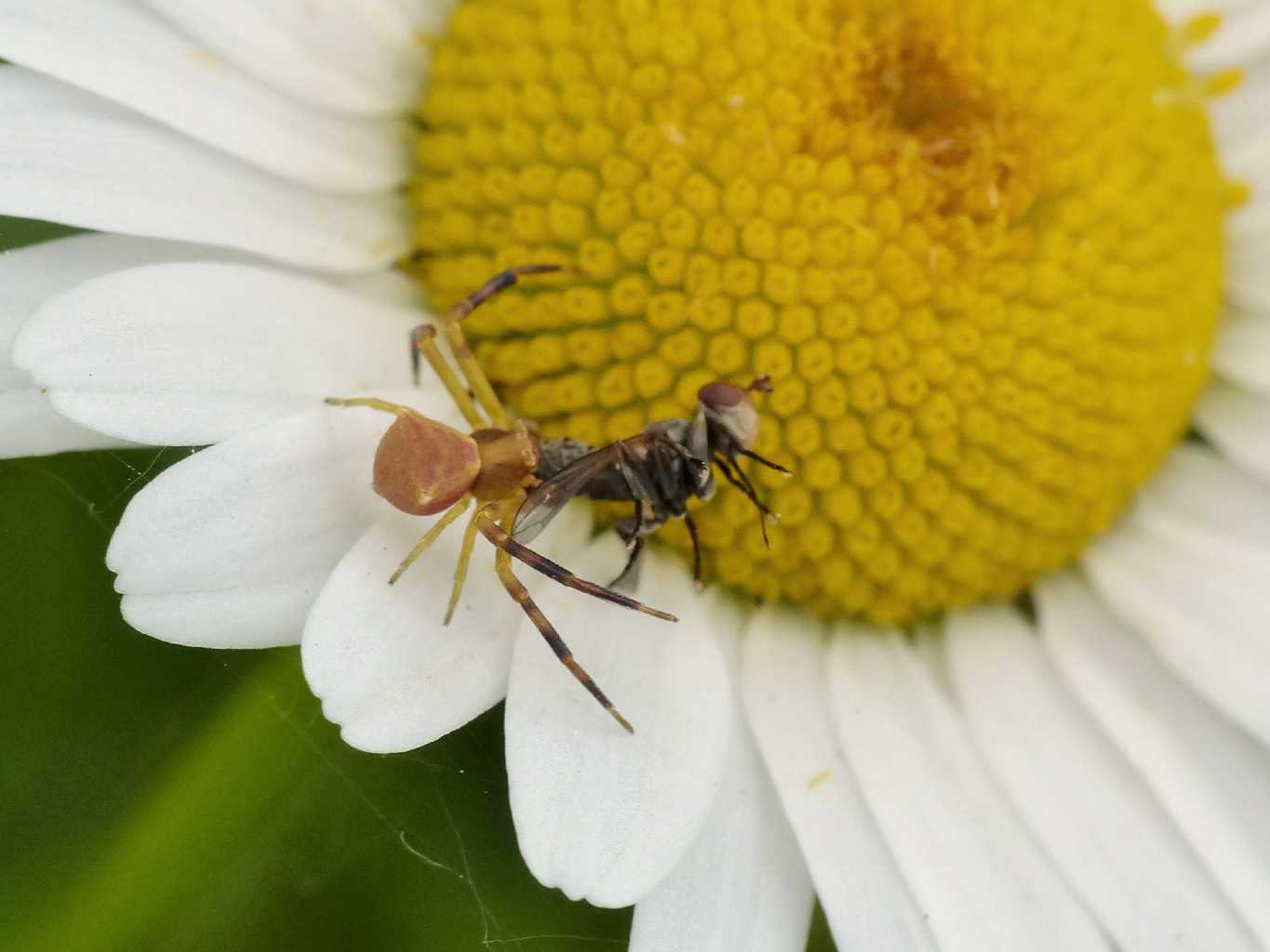 Maschi di Thomisus onustus - sso Marconi (BO)